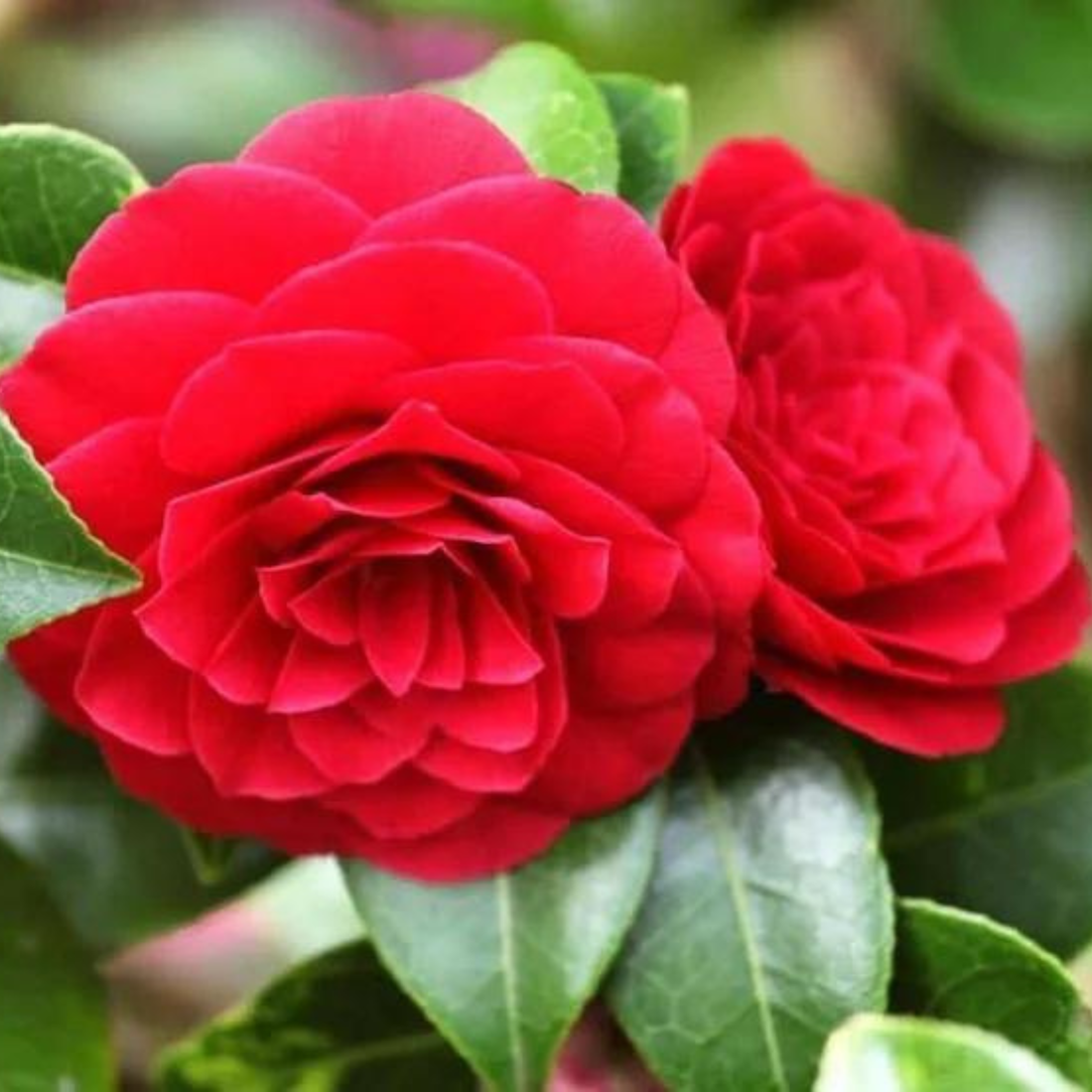 Camellia Red (Camellia Japonica) Rare Flowering Live Plant