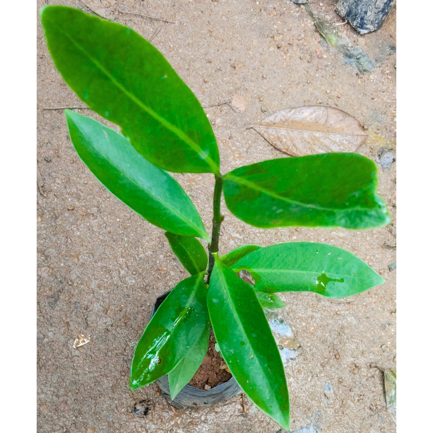 Camellia Red (Camellia Japonica) Rare Flowering Live Plant