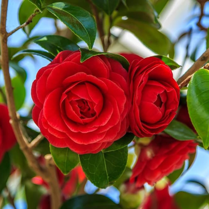 Camellia Red (Camellia Japonica) Rare Flowering Live Plant