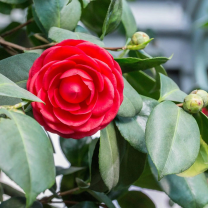 Camellia Red (Camellia Japonica) Rare Flowering Live Plant