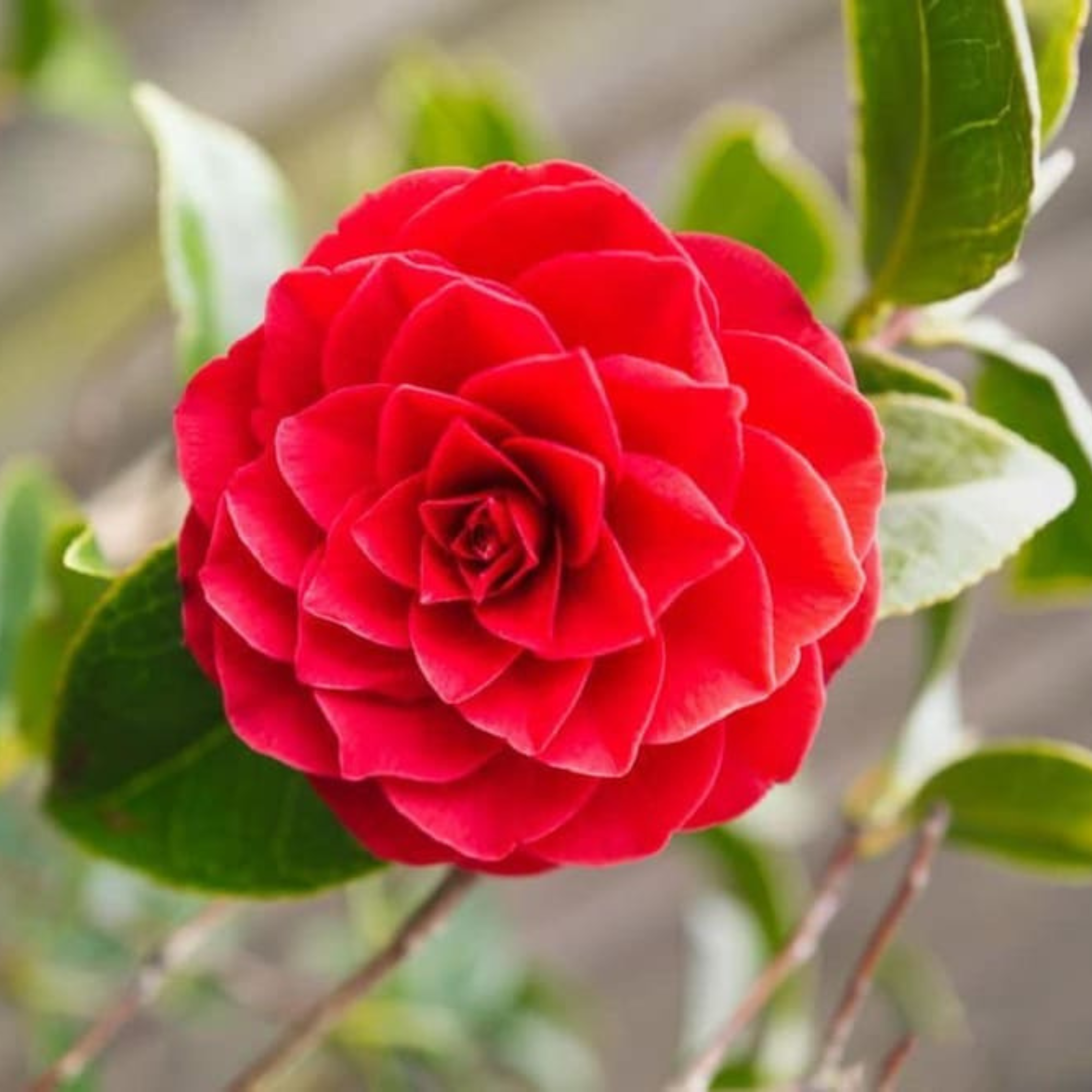 Camellia Red (Camellia Japonica) Rare Flowering Live Plant