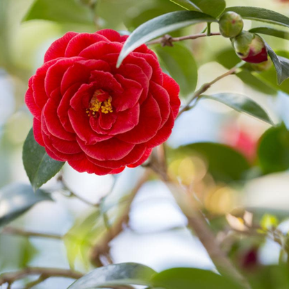 Camellia Red (Camellia Japonica) Rare Flowering Live Plant