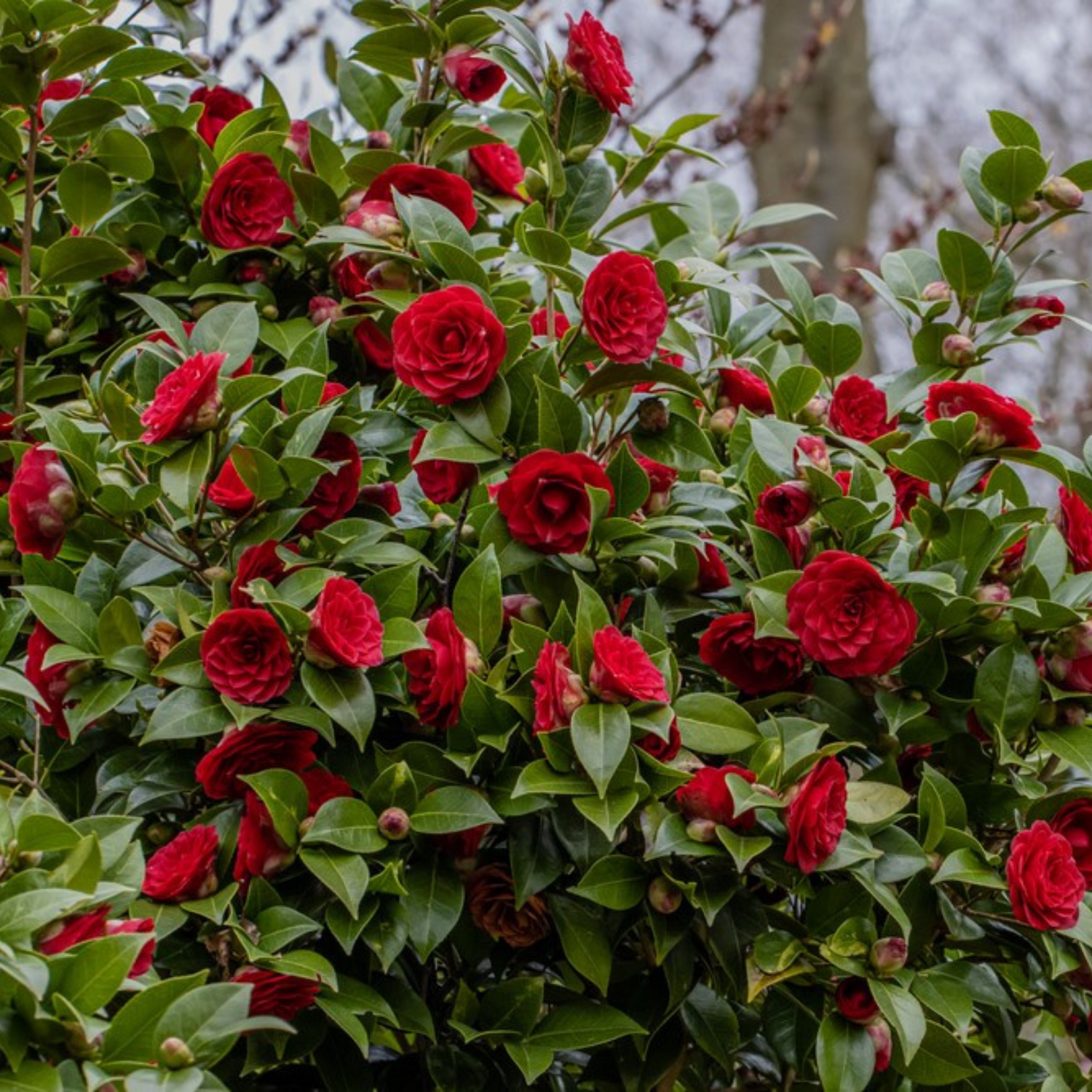 Camellia Red (Camellia Japonica) Rare Flowering Live Plant