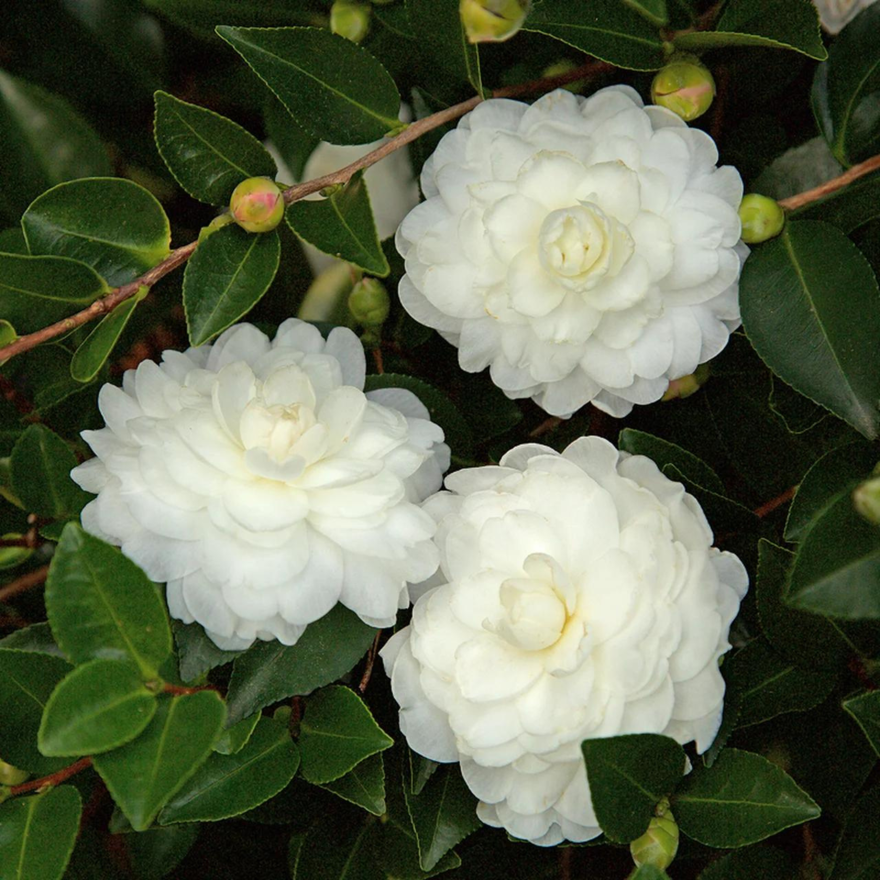 Camellia White (Tree Rose) Rare All Time Flowering Live Plant