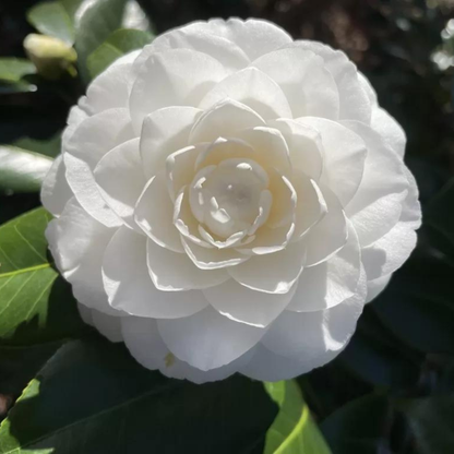 Camellia White (Tree Rose) Rare All Time Flowering Live Plant