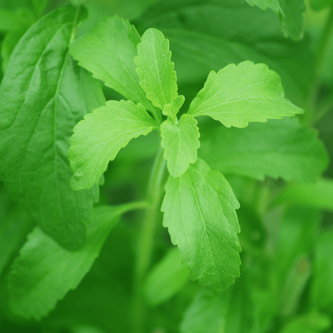 Candy Leaf (Stevia rebaudiana) Medicinal Live Plant