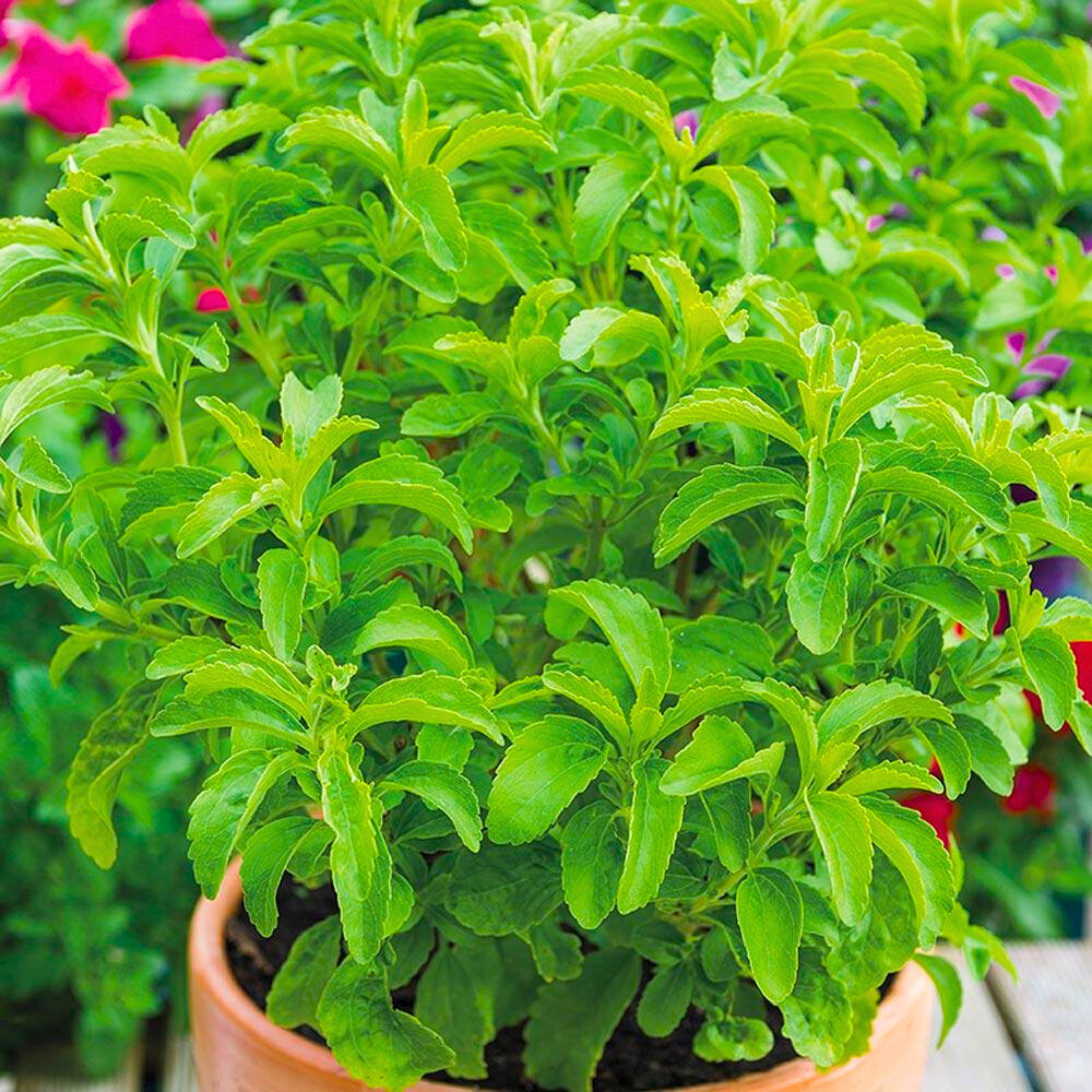 Candy Leaf (Stevia rebaudiana) Medicinal Live Plant