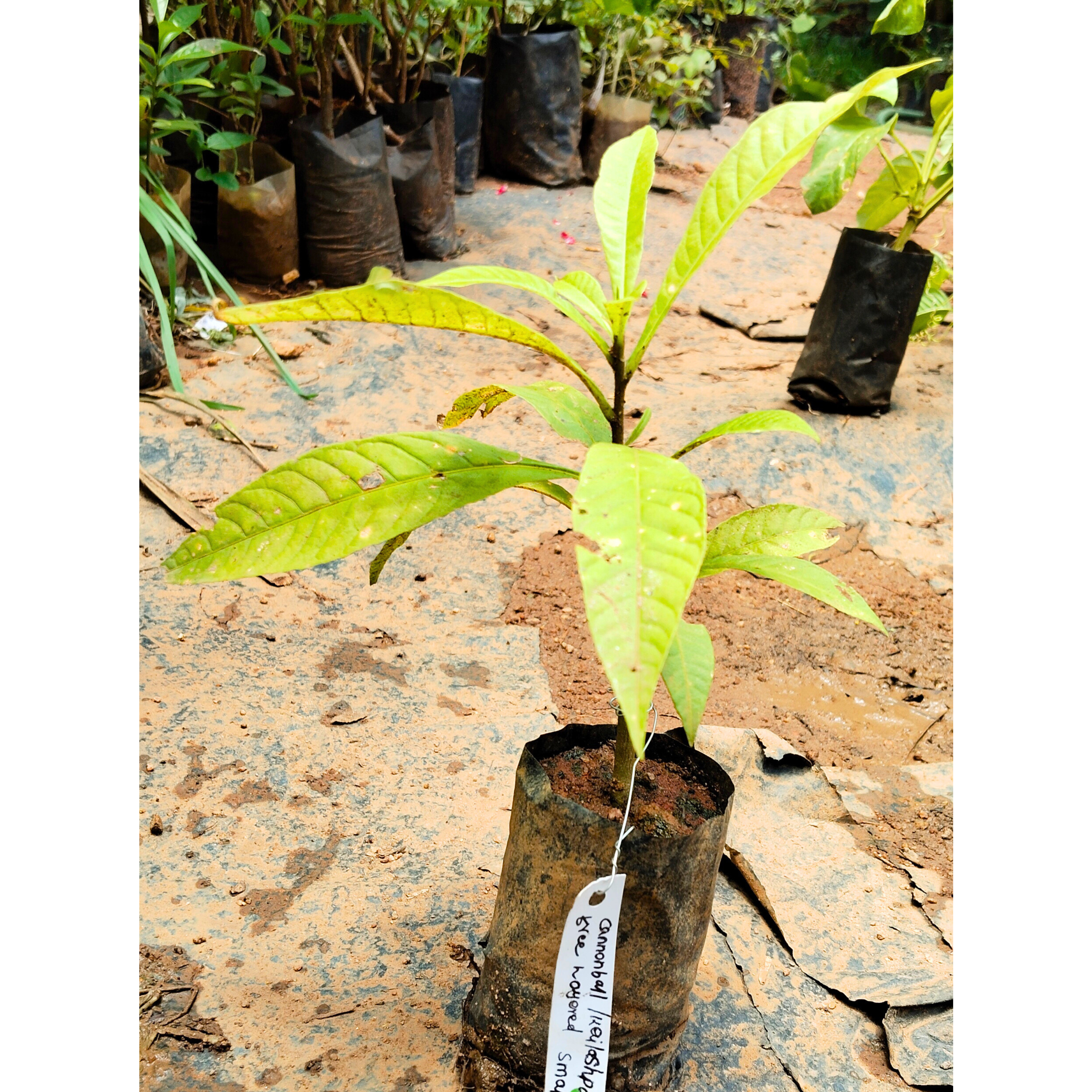 Cannonball / KailashPati (Naga lingam) Tree Layered Live Plant