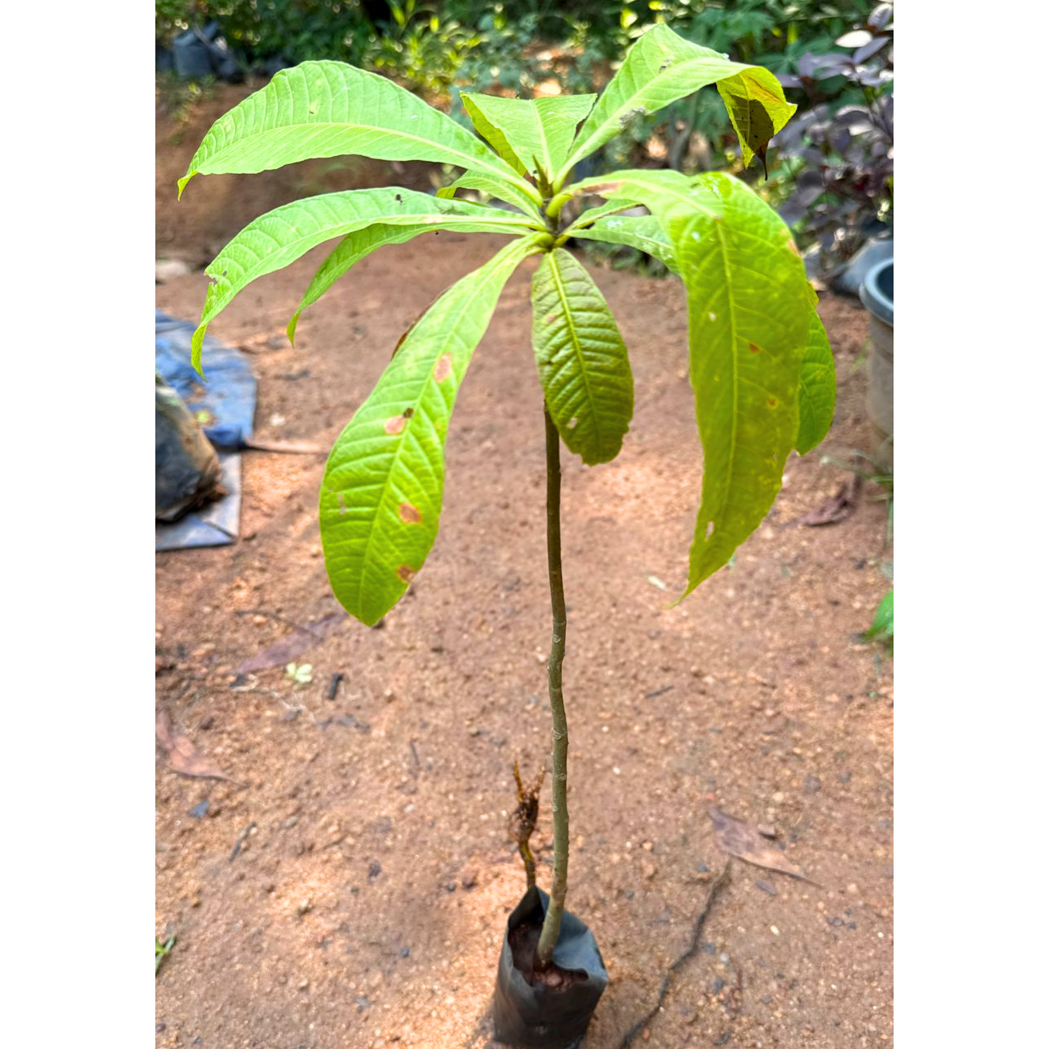 Cannonball / KailashPati (Naga lingam) Tree Layered Live Plant