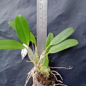 Dendrobium Lindleyi hybs (Seedling)