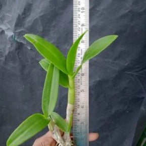 Dendrobium Mini Kaido Compactum (Big Size Seedling)
