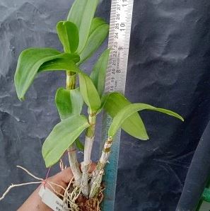 Dendrobium Laddawan Red