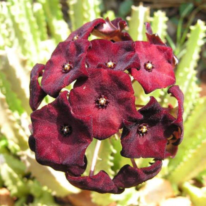 Caralluma umbellata Flowering Cactus Live Plant with Pot