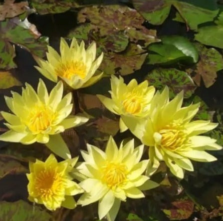 Carlas Sunshine (Tropical Water Lilly)