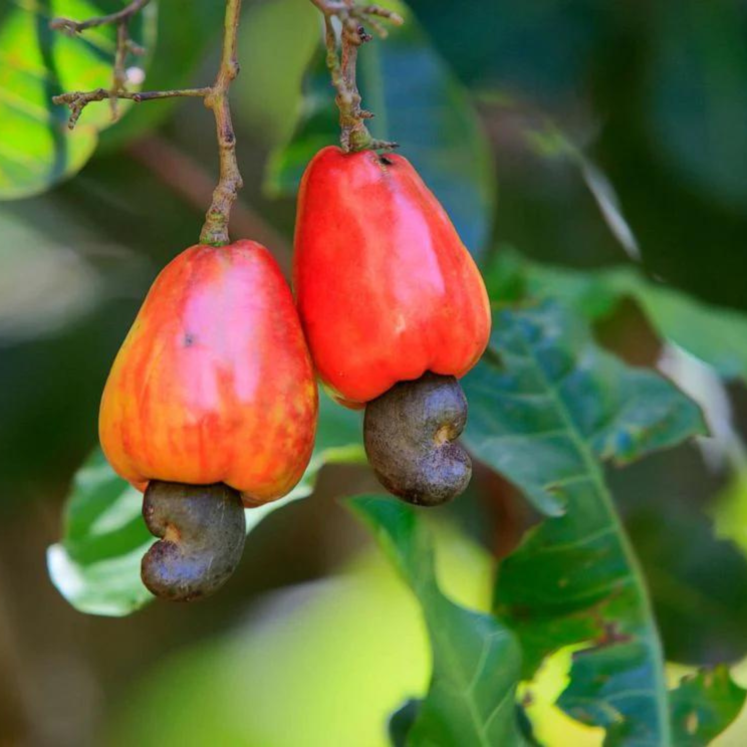 Cashew Nut / Kaju Plant (Anacardium occidentale) Fruit Live Plant