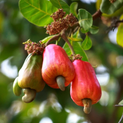 Cashew Nut / Kaju Plant (Anacardium occidentale) Fruit Live Plant