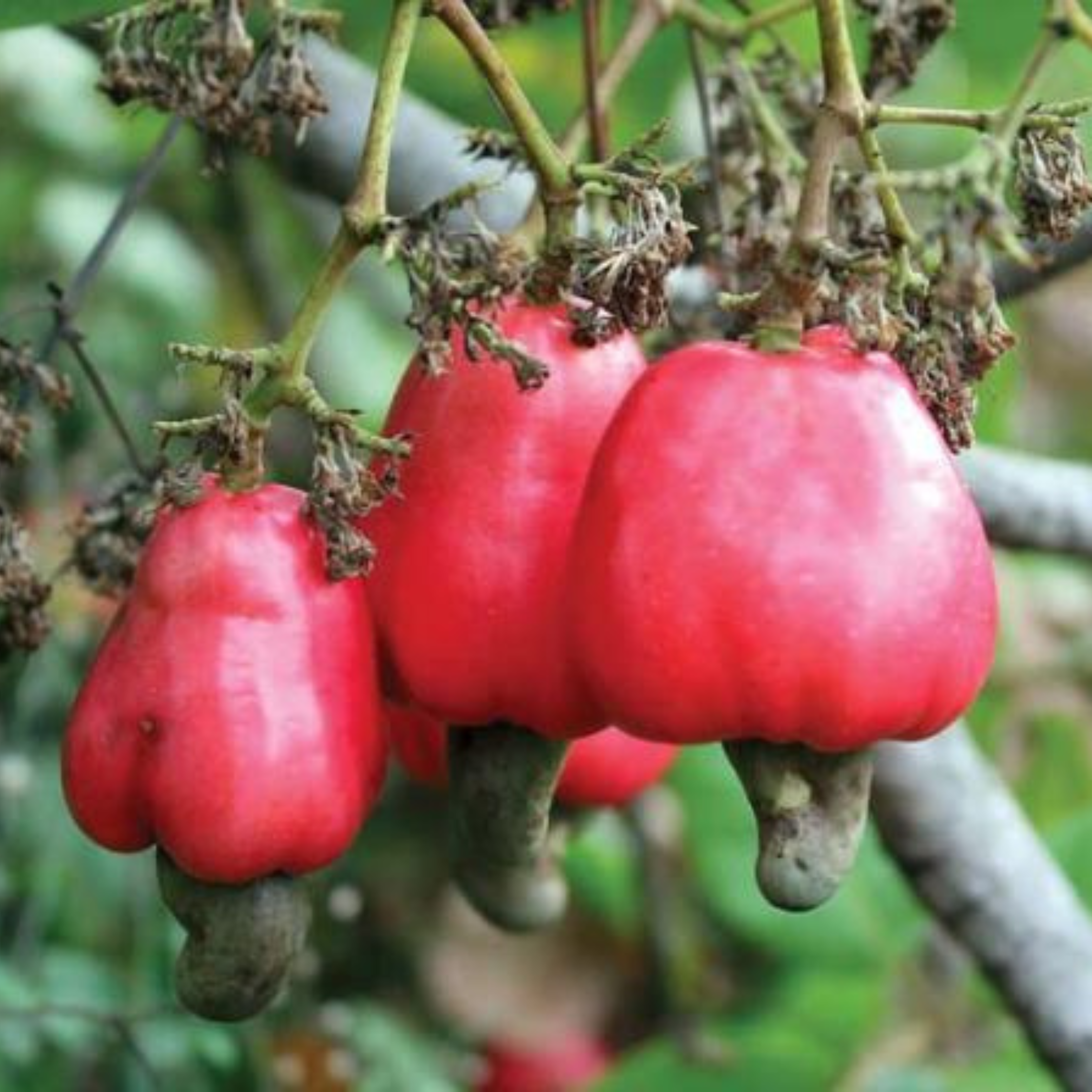 Cashew Nut / Kaju Plant (Anacardium occidentale) Fruit Live Plant