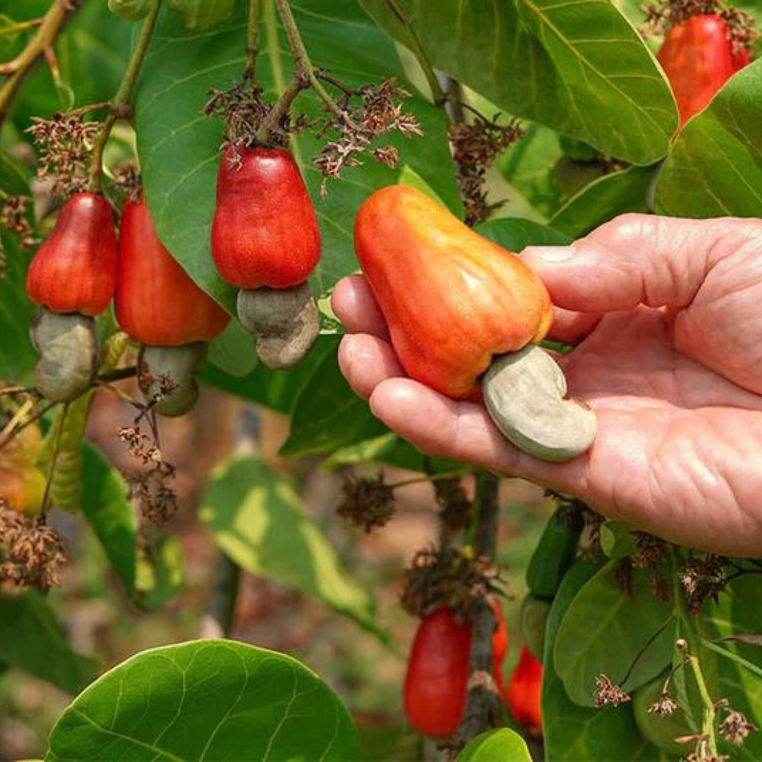 Cashew Nut / Kaju Plant (Anacardium occidentale) Fruit Live Plant