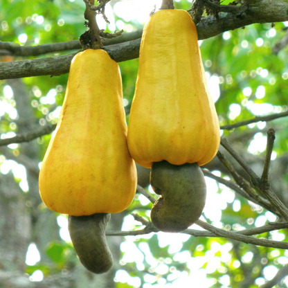 Cashew Nut / Kaju Plant (Anacardium occidentale) Fruit Live Plant