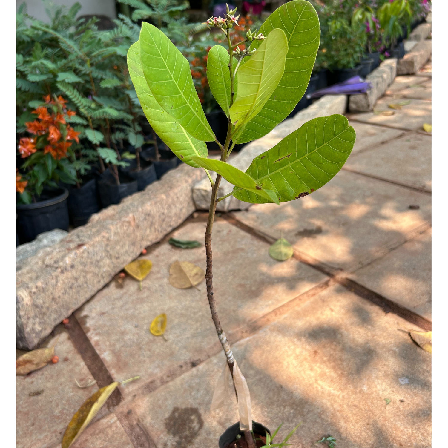 Cashew Nut / Kaju Plant (Anacardium occidentale) Fruit Live Plant