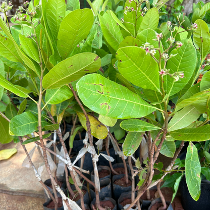 Cashew Nut / Kaju Plant (Anacardium occidentale) Fruit Live Plant