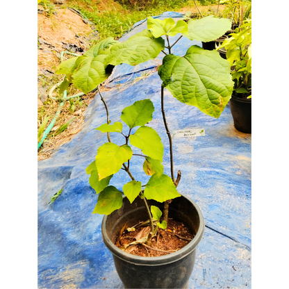 Cashmere Bouquet (Clerodendrum bungei) Layered Flowering Live Plant