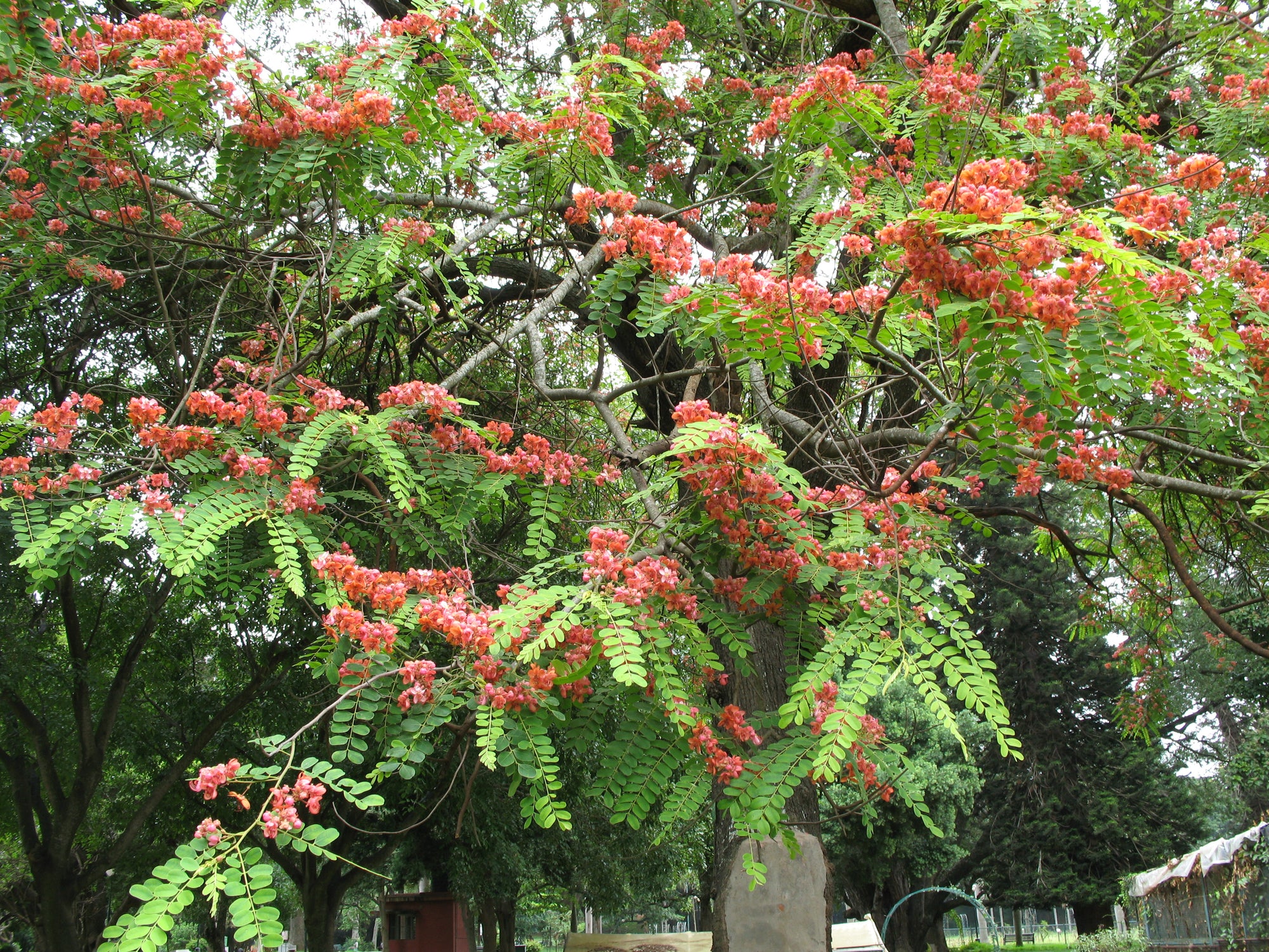 Red Cassia (Cassia roxburghii) Flowering Live Plant – Seed2Plant