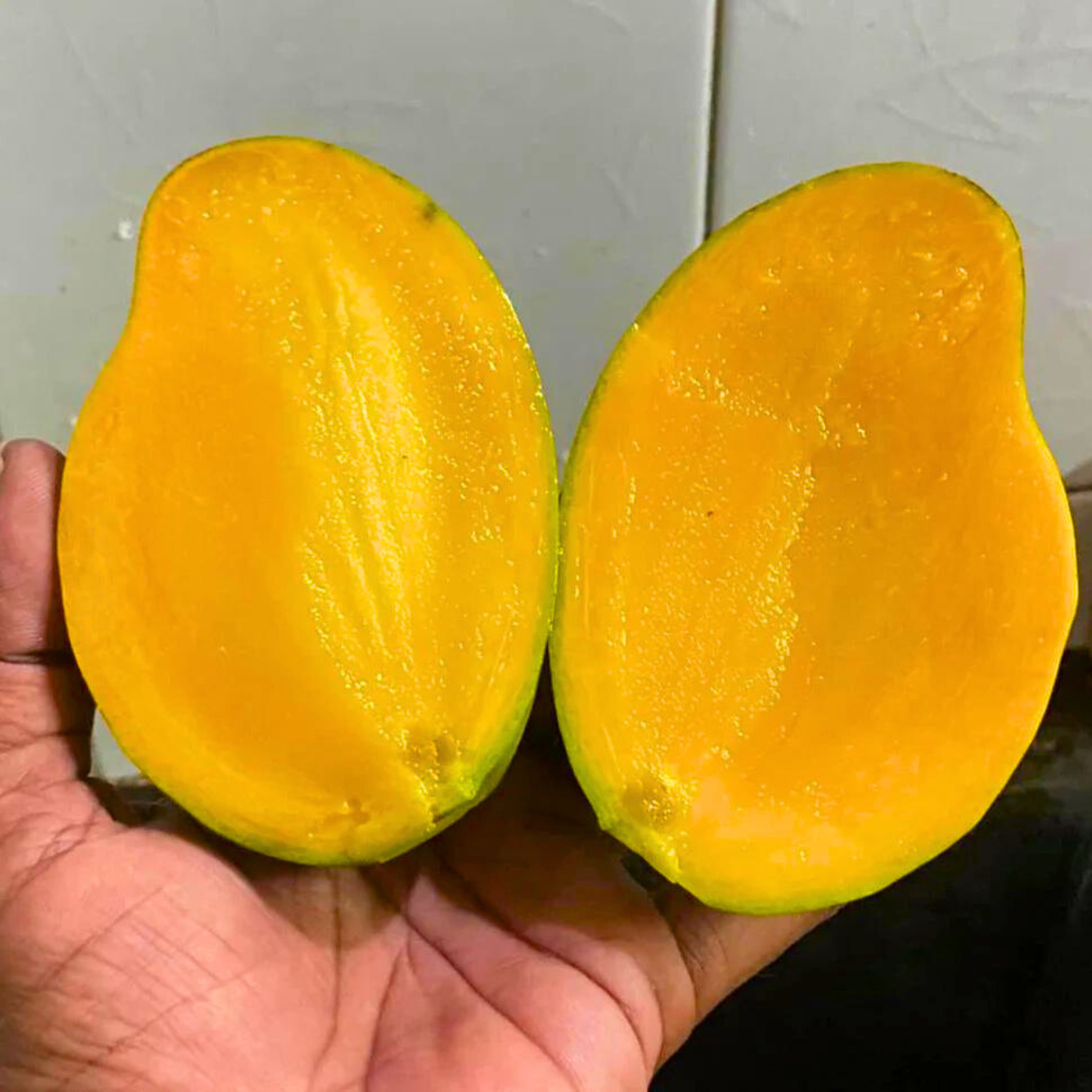 Catimon Mango (Katimon Mango) Live Plant – Seed2Plant