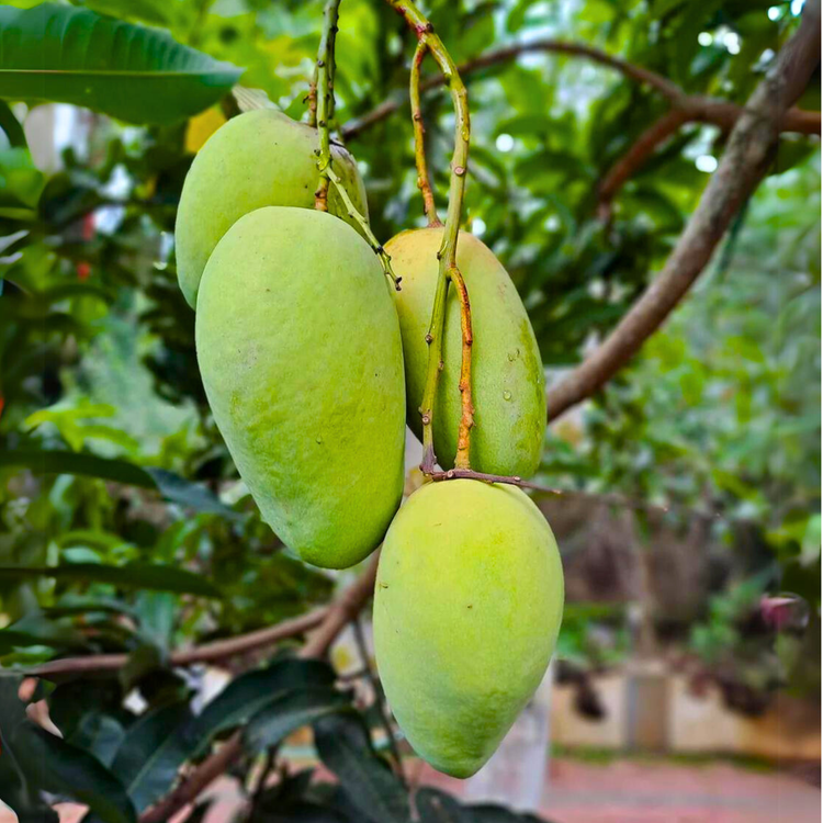 Catimon Mango (Katimon Mango) Live Plant – Seed2Plant