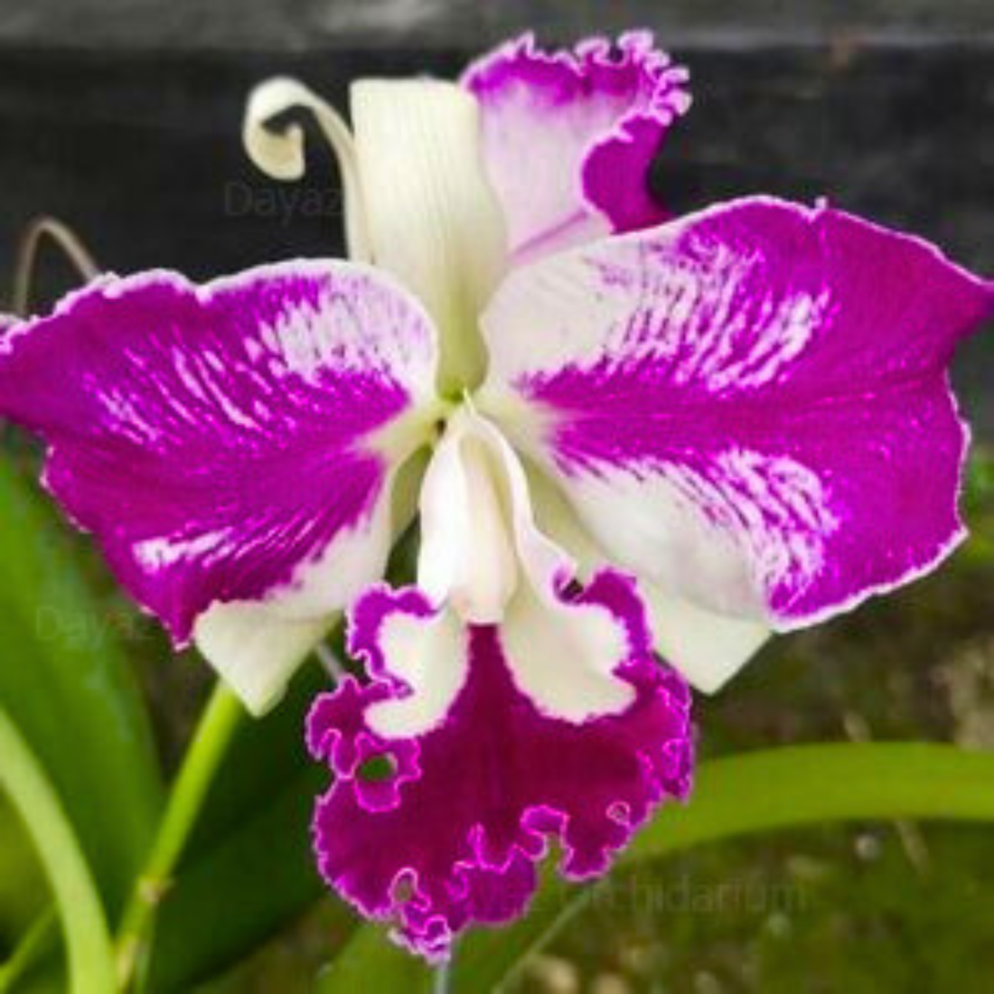 Cattleya