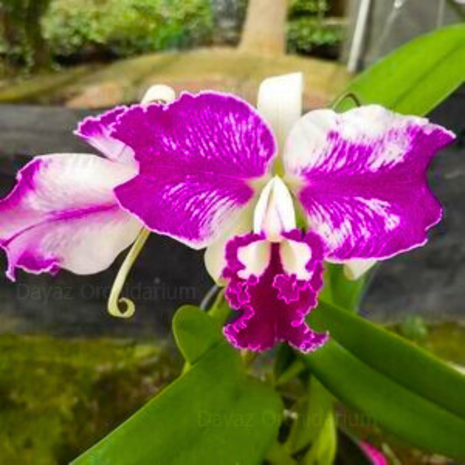 Cattleya Doctor Peng x lueddemanniana - Seedling Size