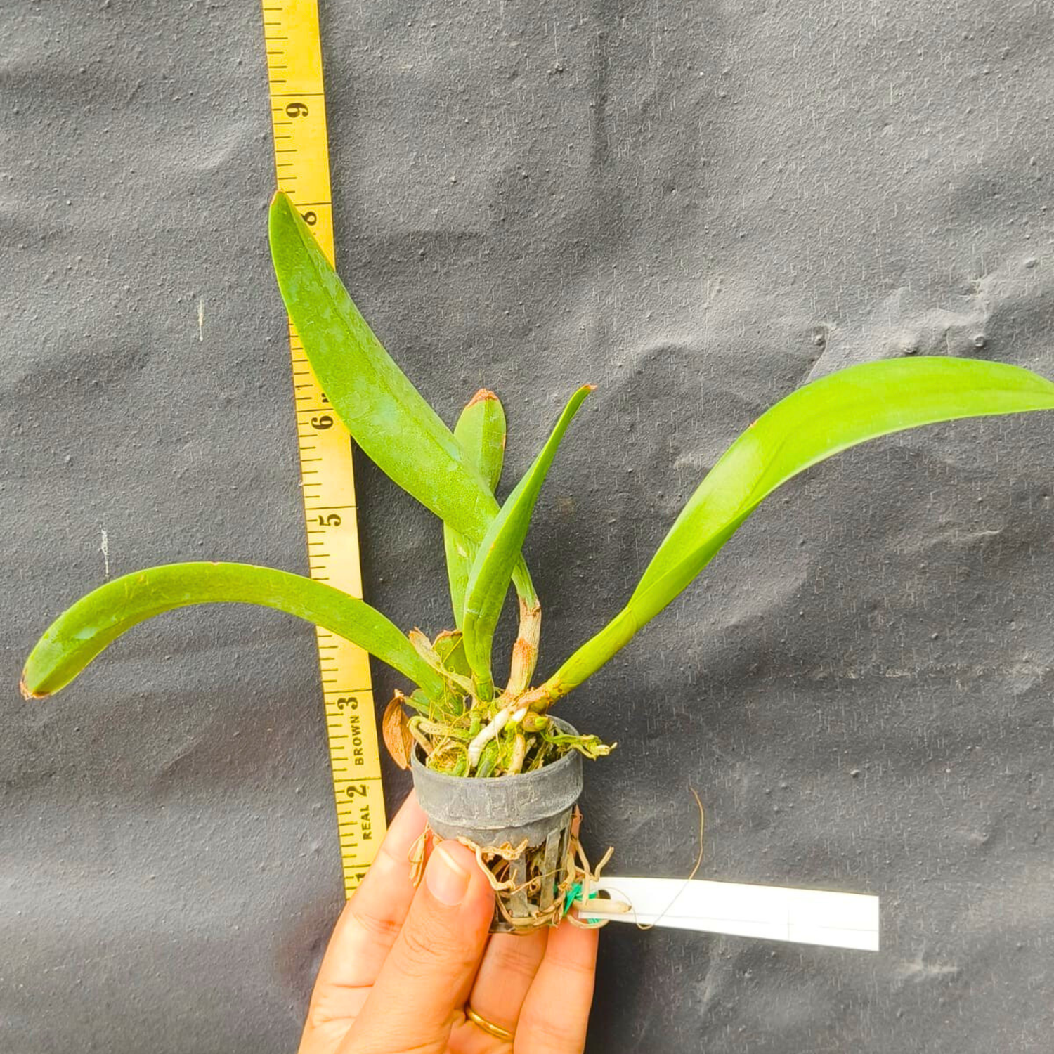 Cattleya Doctor Peng x lueddemanniana - Seedling Size