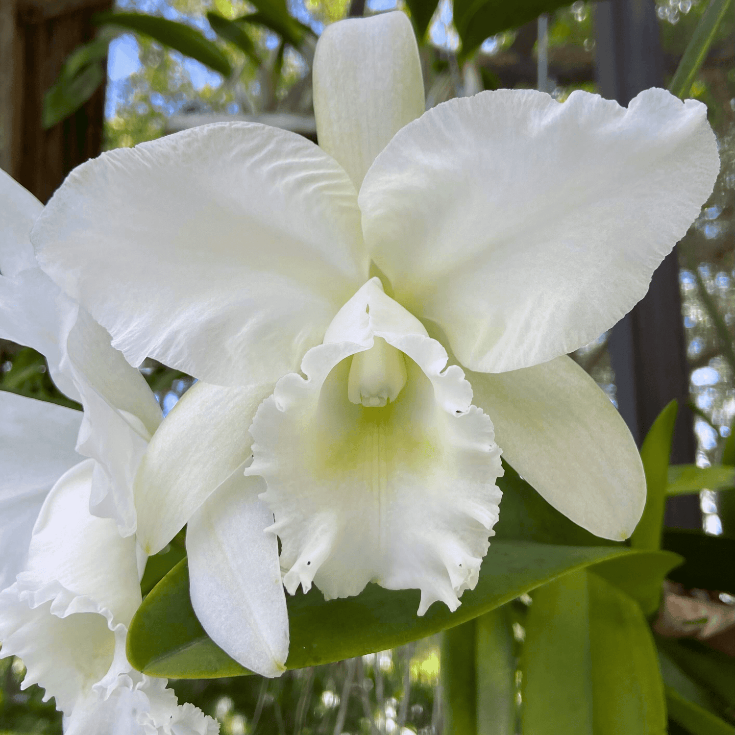 Cattleya Jairak Bella (Near Blooming size)