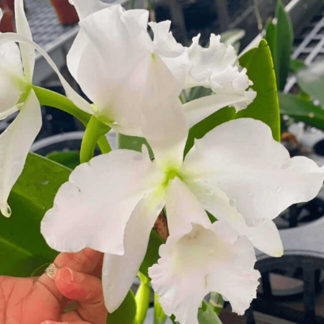 Cattleya Jairak Bella (Near Blooming size)