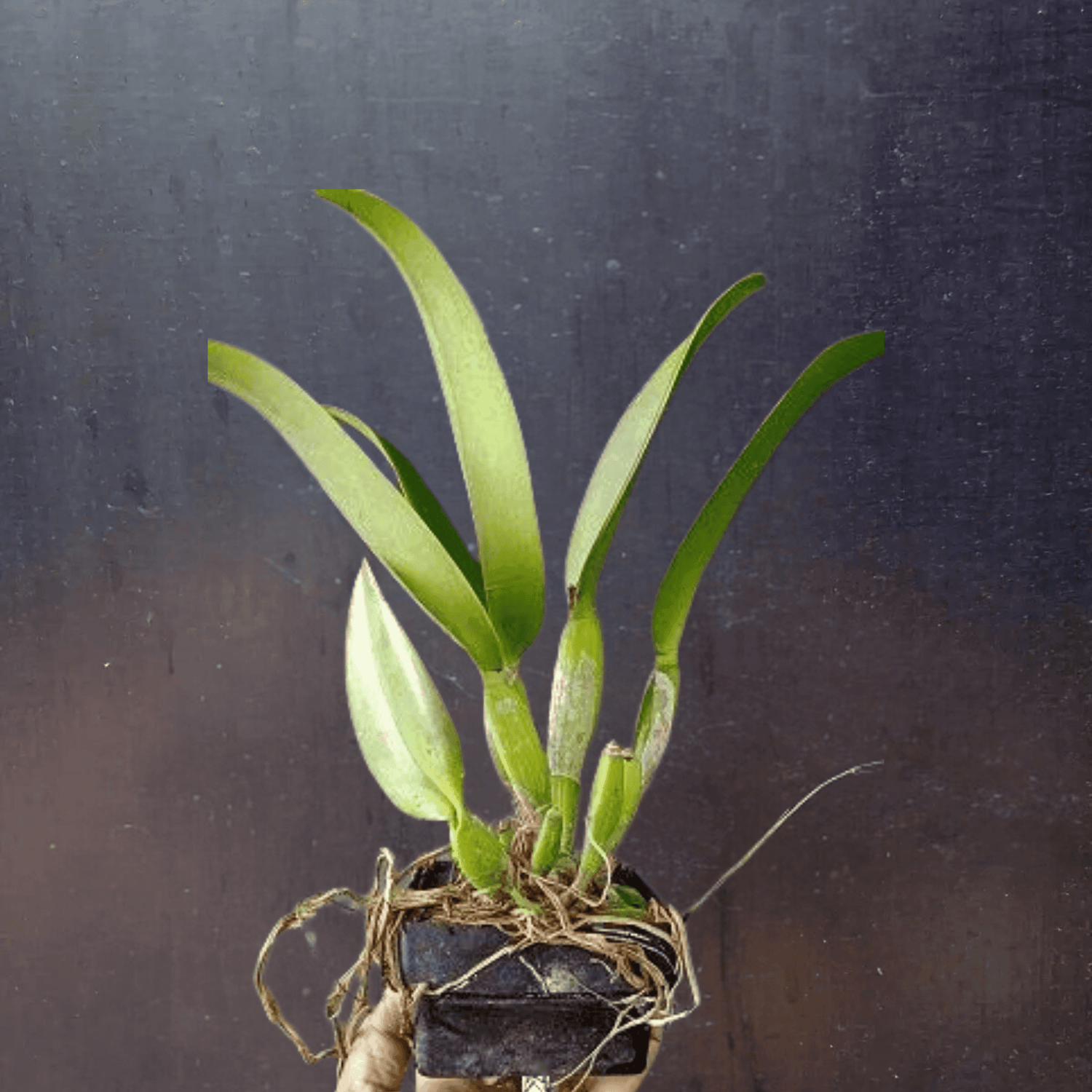 Cattleya Jairak Bella (Near Blooming size)