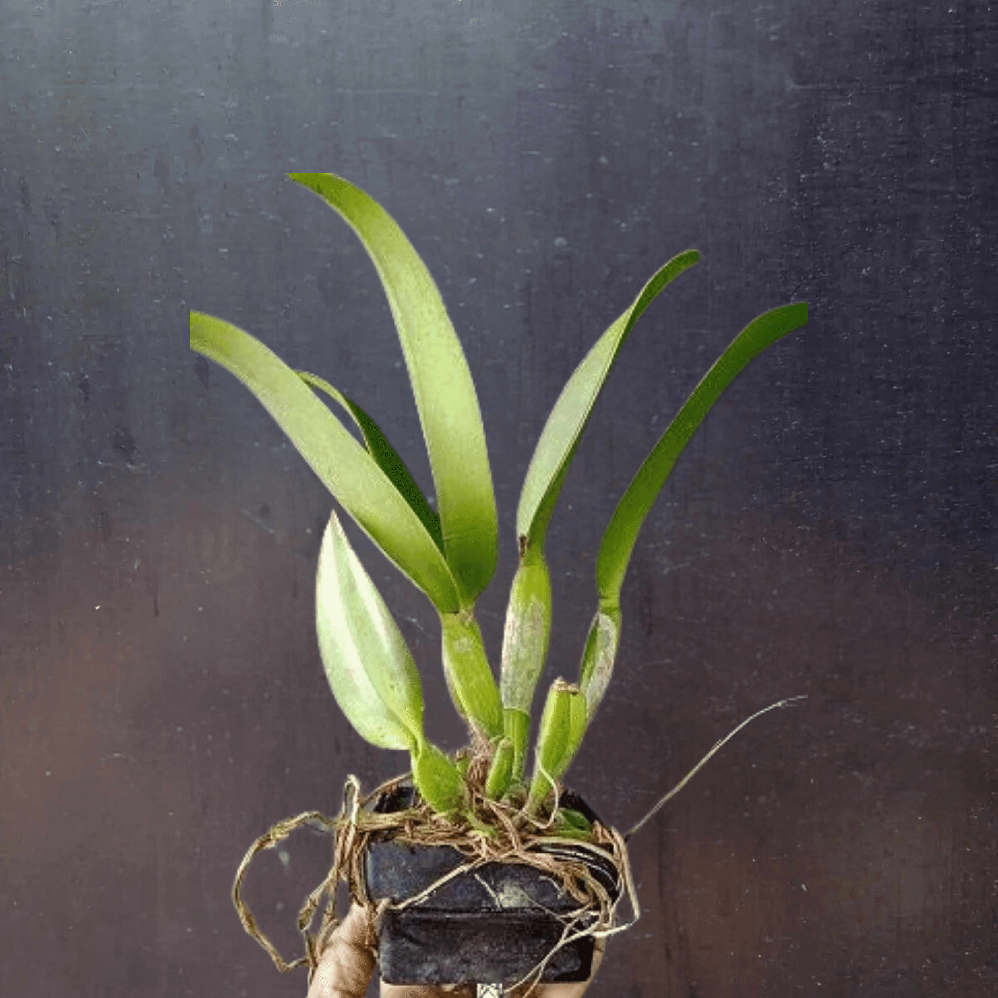 Cattleya Jairak Bella (Near Blooming size)