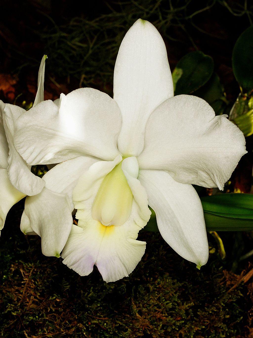 Cattleya Violacea Var Alba