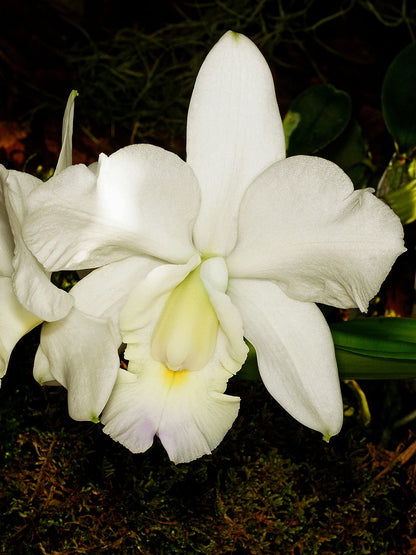 Cattleya Dolosa Var Alba