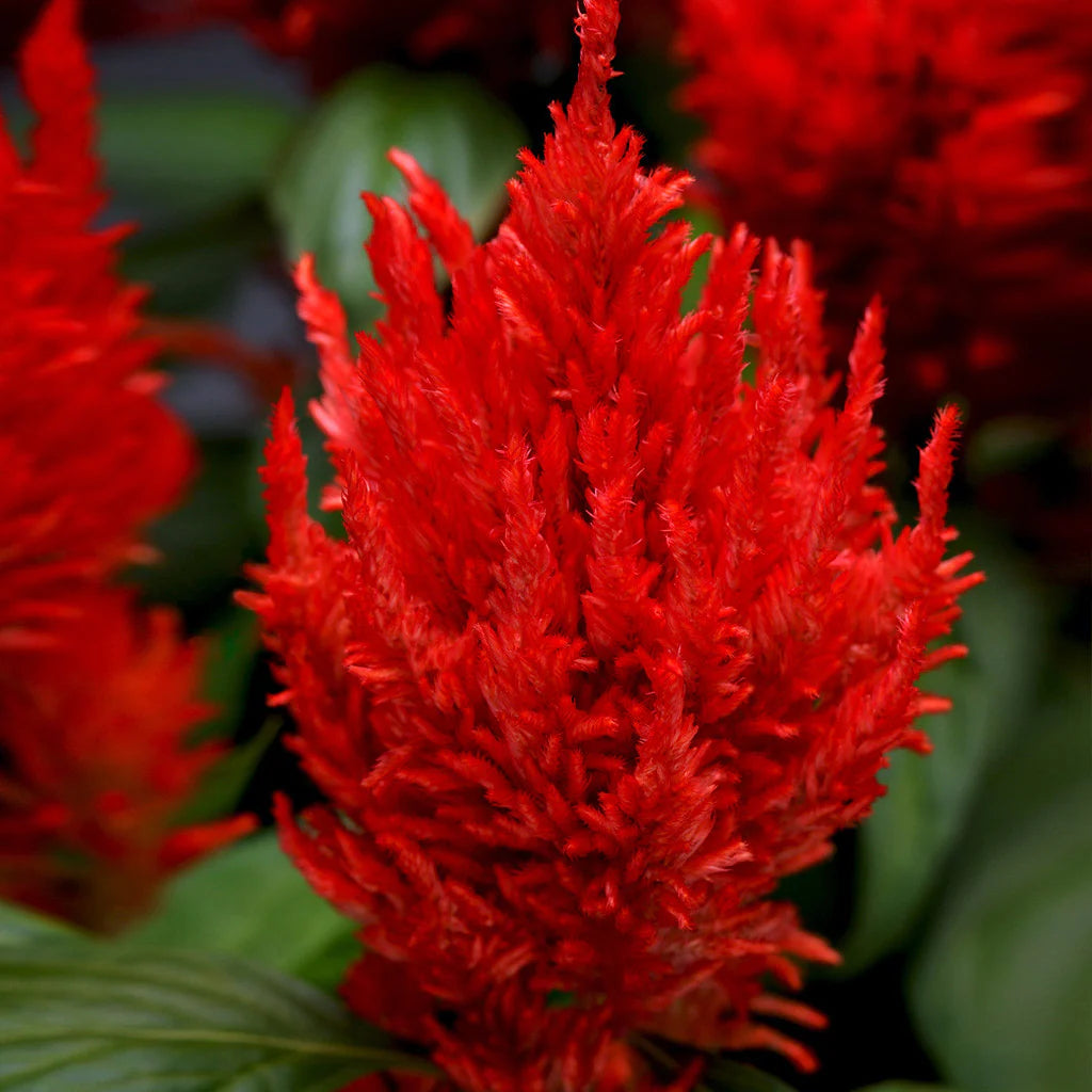 Celosia Red (Feather Cockscomb) Flowering Live Plant