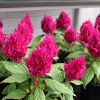 Celosia &