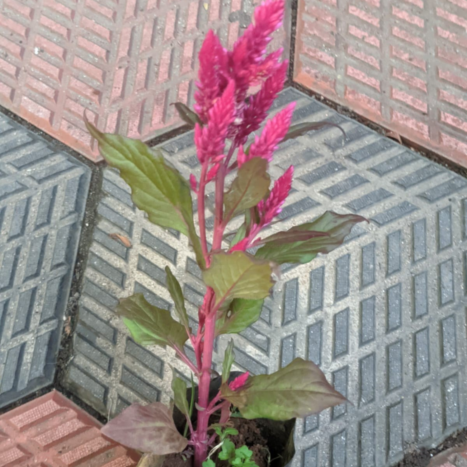 Celosia &