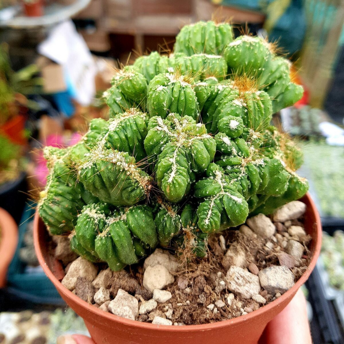 Cereus Monster Cactus Live Plant