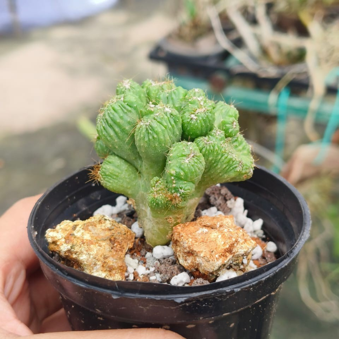 Cereus Monster Cactus Live Plant