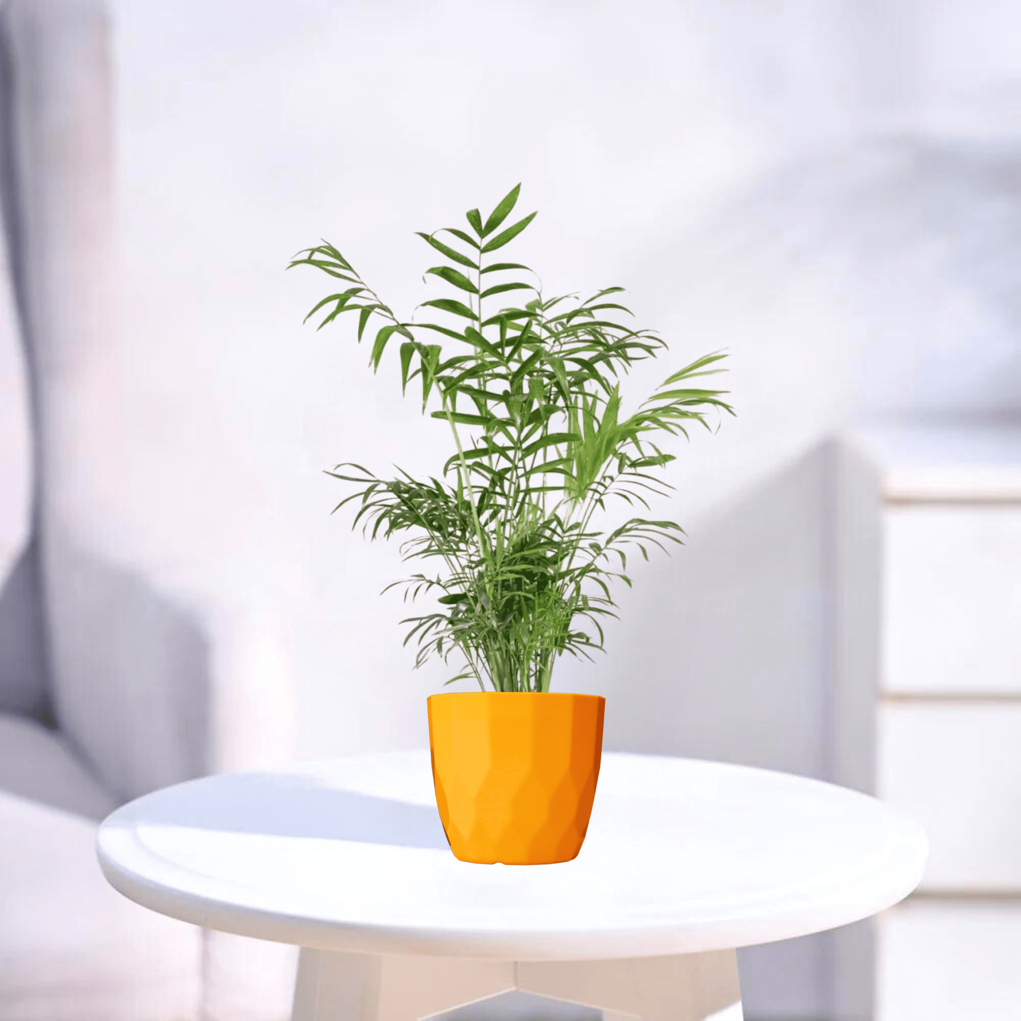 Chamaedorea Palm | Indoor Plant