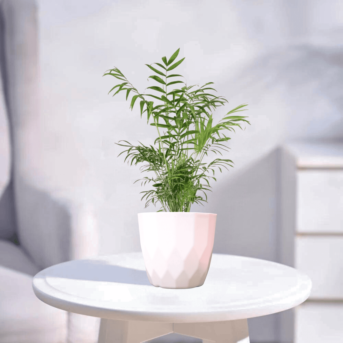 Chamaedorea Palm | Indoor Plant