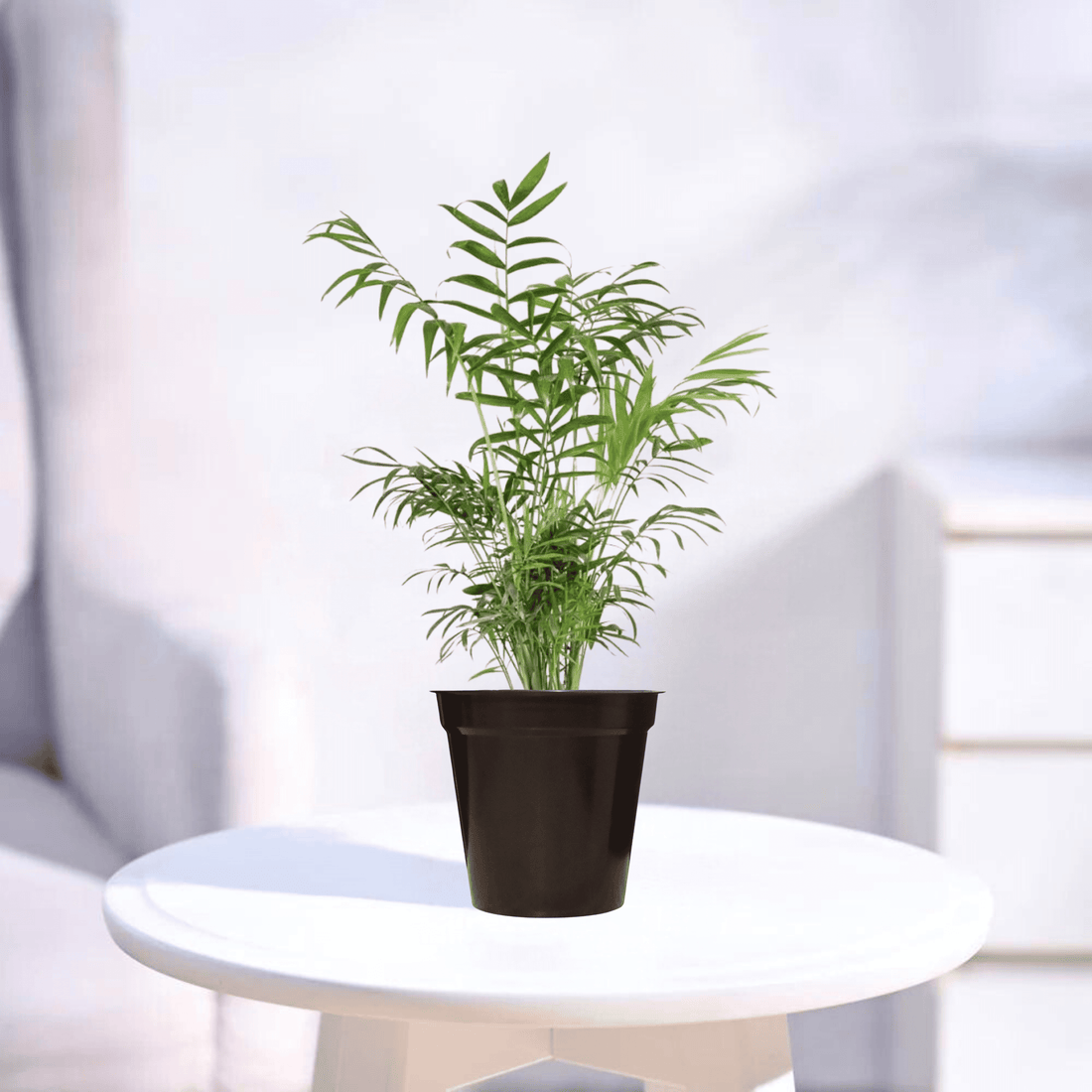 Chamaedorea Palm | Indoor Plant