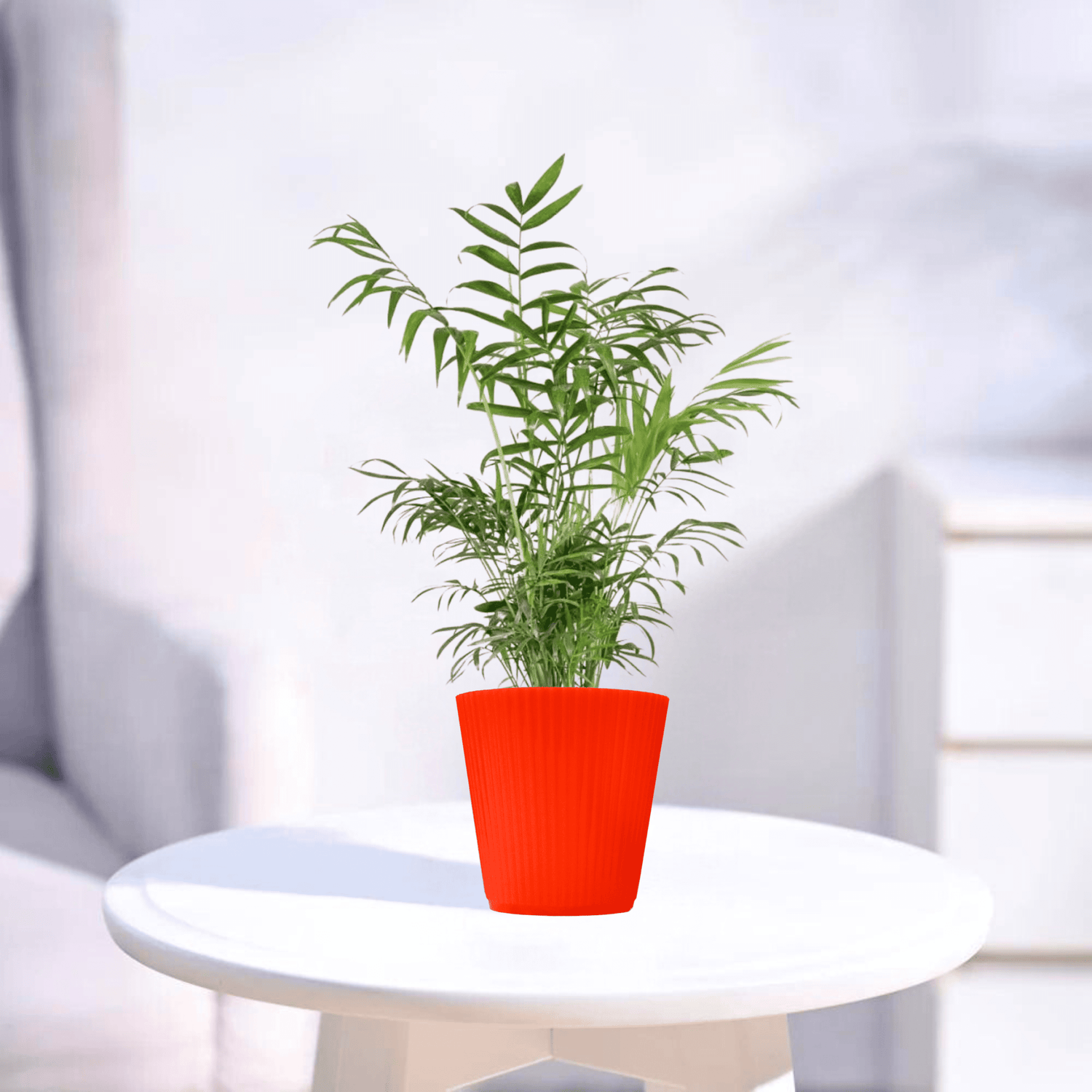 Chamaedorea Palm | Indoor Plant
