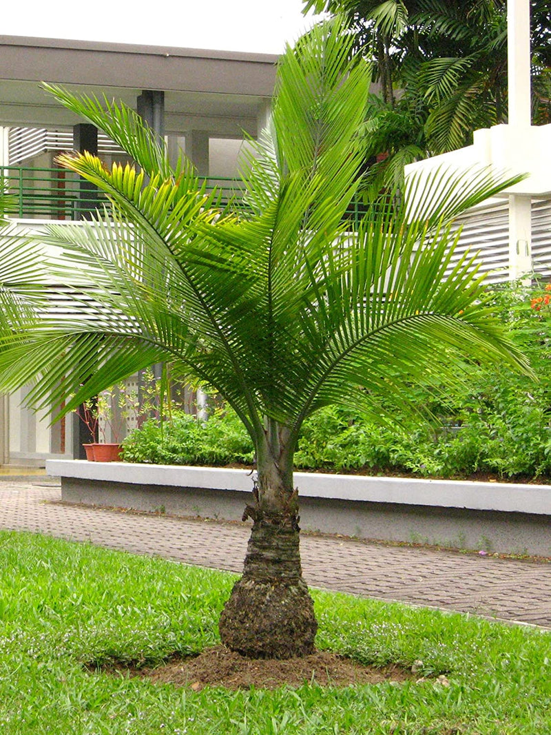 Champagne Palm Ornamental Live Plant