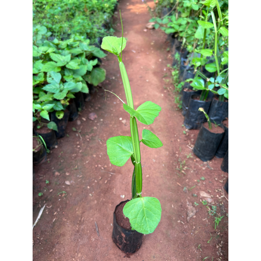 Changalamparanda / Adamant Creeper (Cissus quadrangularis) Medicinal Live Plant