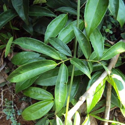 Chathuramulla (Myxopyrum smilacifolium) Medicinal Live Plant